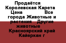 Продаётся!     Королевская Карета › Цена ­ 300 000 - Все города Животные и растения » Другие животные   . Красноярский край,Кайеркан г.